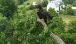 d2 fledge video