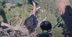 big bear eagles ravens video