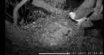 seaeaglehatchwatch