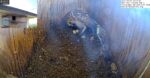florida barn owl eggs laid