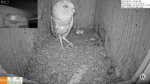 florida barn owls 3rd egg laid
