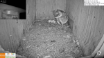 florida barn owls 5th egg