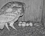Florida Barn Owls 6th egg
