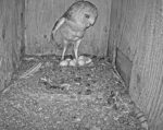 florida barn owls 7th egg laid
