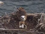 port lincoln osprey 3 eggs