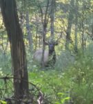pa elk visitors center bull elk