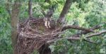 red tailed hawk at hays eagles nest