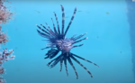 lionfish on cam