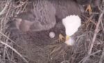 swfl eagles first egg