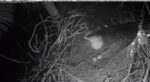 swfl 2nd egg 2023