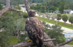 juvie bald eagle swfl cam