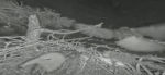 owl attacks m15 video