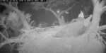 KNF Andria Falls From Nest