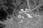 berry eagles two eggs