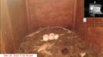 oceanside 5 eggs