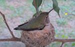 olive hummingbird nesting