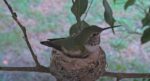 olive hummingbird 2nd egg