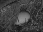 SWFL PIP in egg