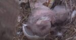 e23 hatches swfl bald eagles