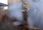florida barn owls