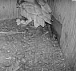 florida barn owls 5 eggs 2024