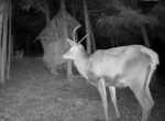 bucovina wildlife cam