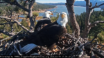big bear eagles nestorations 2024