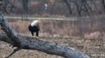 decorah eagles nests eta egg laying 2024