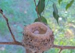 olive hummingbird hatch watch 2024