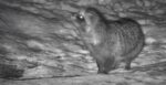 raccoon dog finland live cam