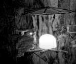 barred owl cam