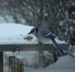 blue jay pitching snow feeder