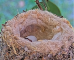 olive hummingbird egg hatching