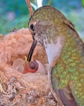 hummingbird feeding chick