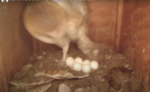 oceanside barn owls hatch watch
