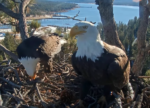 jackie and shadow big bear eagles