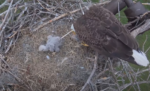 swfl eagles e23 ps mom in the face