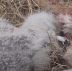 e23 gets fish bone stuck in throat