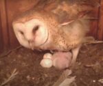 barn owls