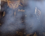 hatch watch starts florida barn owls cam 2