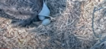 berry eagles hatch unlikely