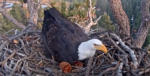 big bear eagles jackie uses pinecone