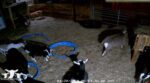 goat farms cam baby goats