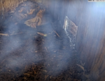 florida barn owls cam2 hatches