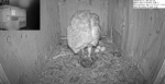 florida barn owls cam1 3 eggs laid