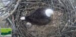 Duke Farms Bald Eagle Lays 1st Egg Today