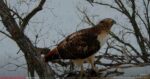 red-tailed hawk