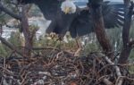 jackie brings in nesting material