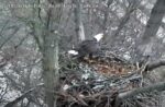 hays eagle intruder
