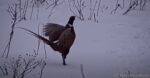 male ringed neck pheasant call
